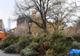 How to Sustainably Dispose Of Your Christmas Tree
